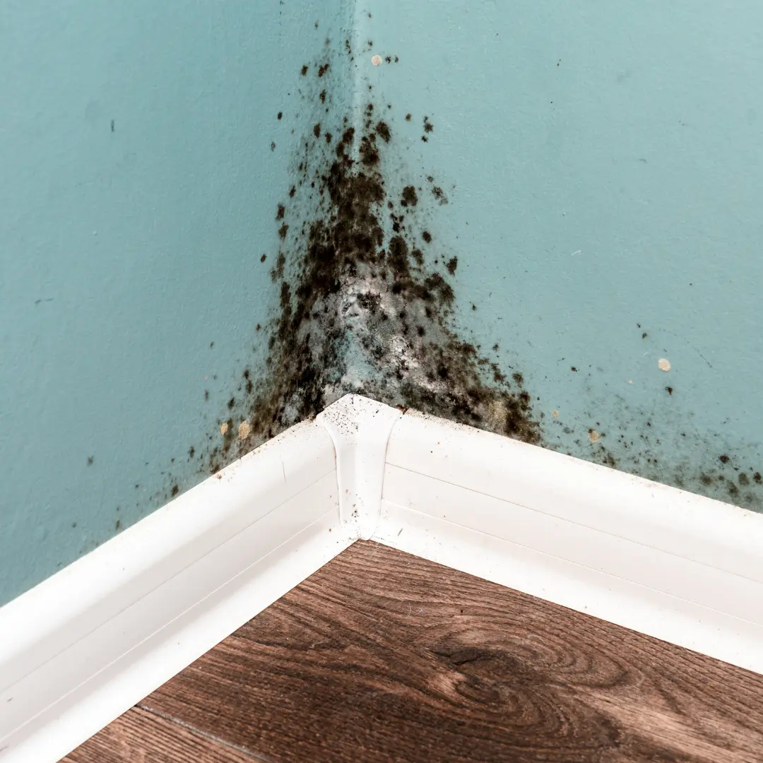 Mould inspection and remediation in a Toronto home