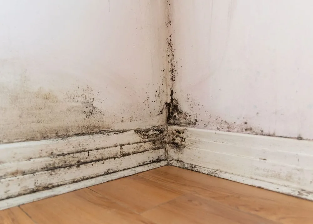 Mould at baseboard corner in a Vaughan finished basement
