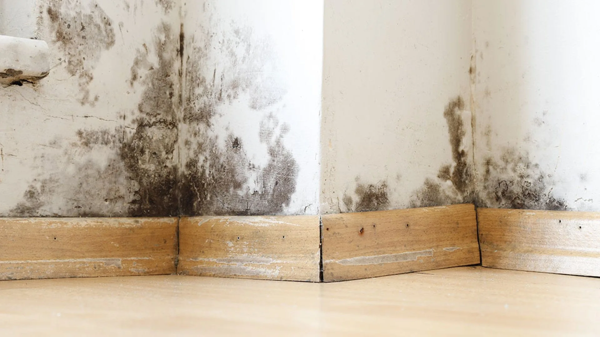 Mould growth along the base of a wall in an East York home